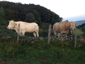 Cows, this time behind a fence. Further up the mountain they roamed free.