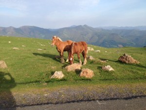 Horses roaming free.
