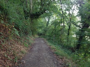 A nice leafy country track