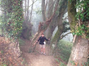 A old forest, going into the fog.